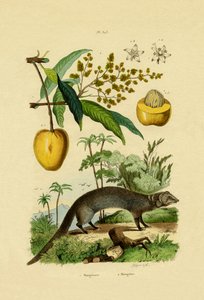 猫鼬，1833-39 作者 法语学校